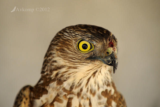 brown goshawk 5255