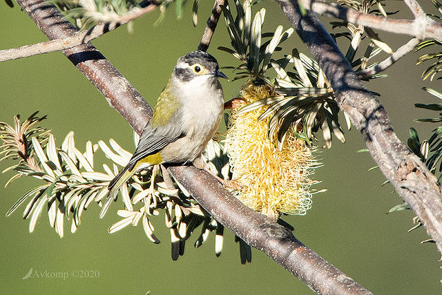 brown headed honey eater 3381