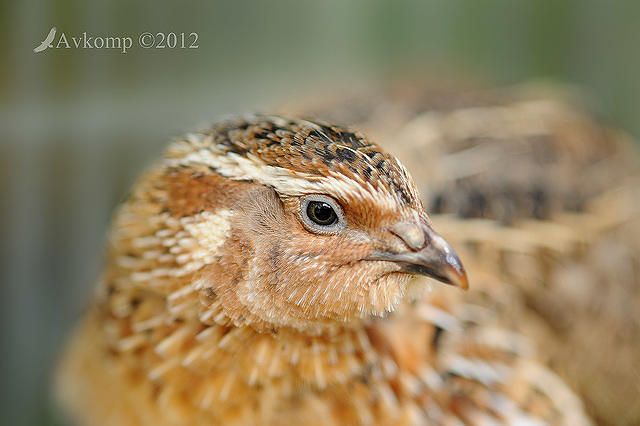 brown quail 4663