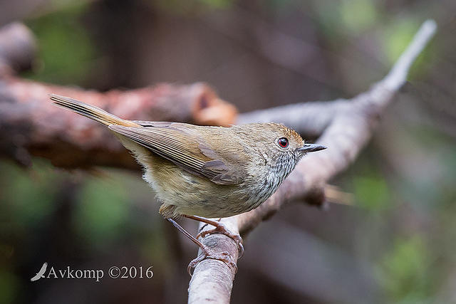 brown thornbill 11869