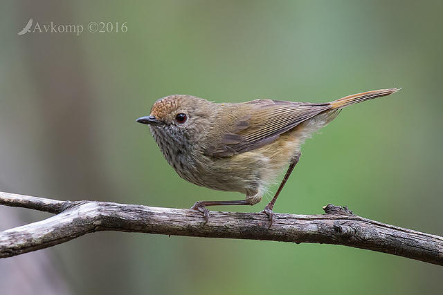 brown thornbill 11874