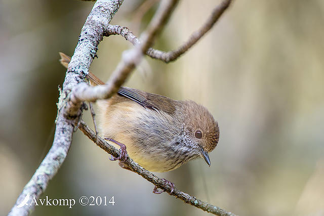 brown thornbill 17003