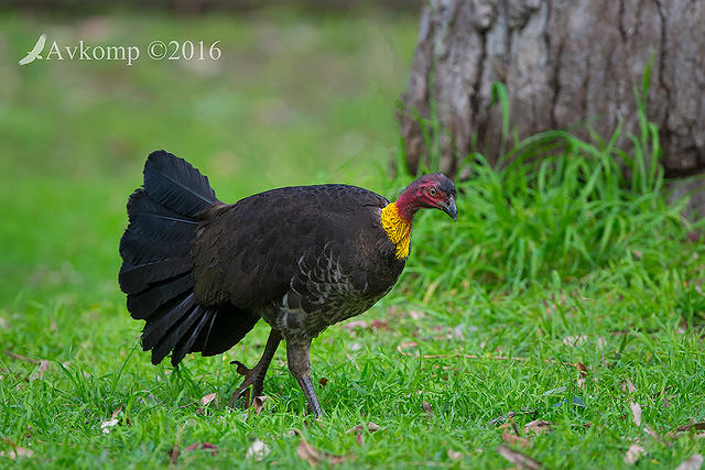 brush turkey 10483