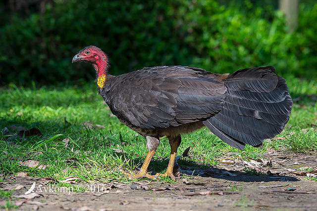 brush turkey 11012