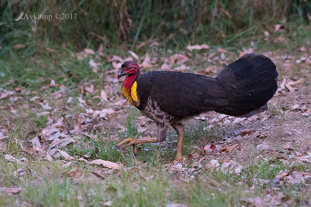 brush turkey 14831