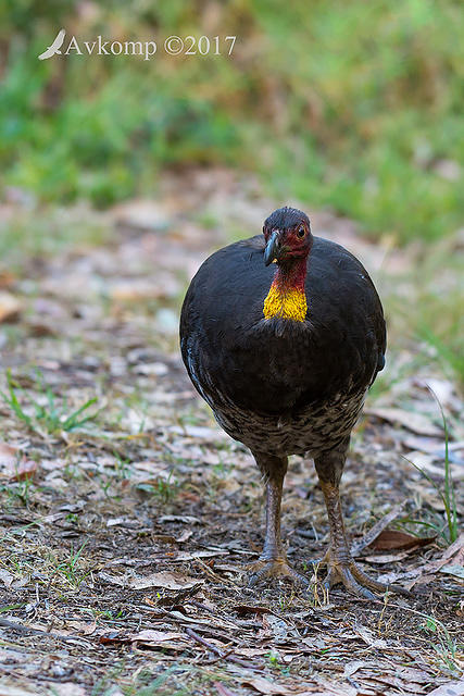 brush turkey 14838