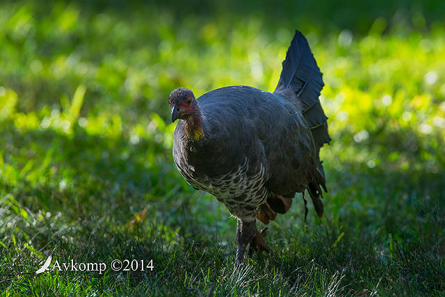 brush turkey 14842