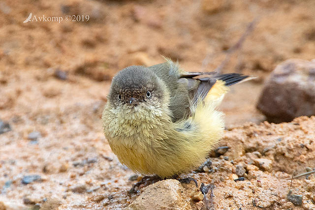 buff rumped thornbill 1023