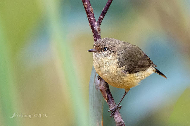 buff rumped thornbill 0798