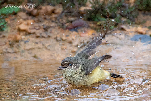 buff rumped thornbill 1082