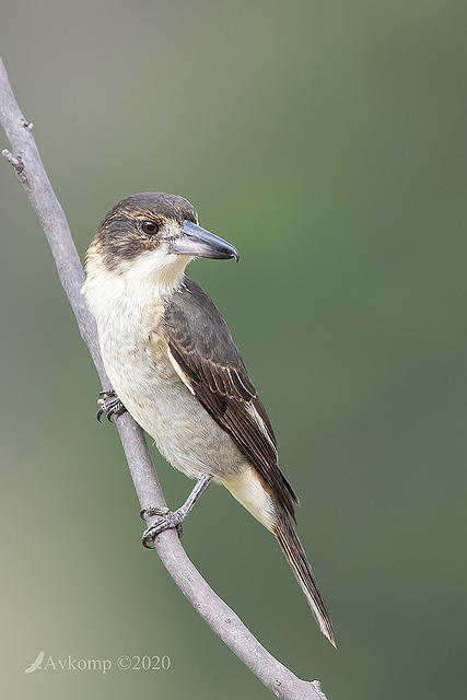 butcherbird 3199