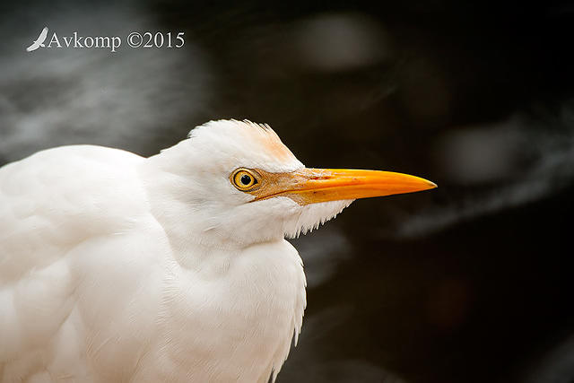 cattle egret 0592