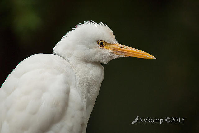 cattle egret 0596