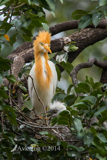 cattle egret 11331