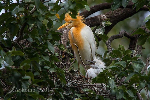 cattle egret 11333