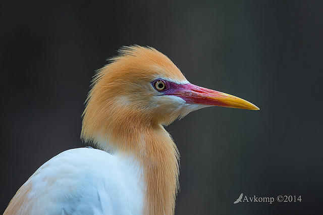 cattle egret 11372