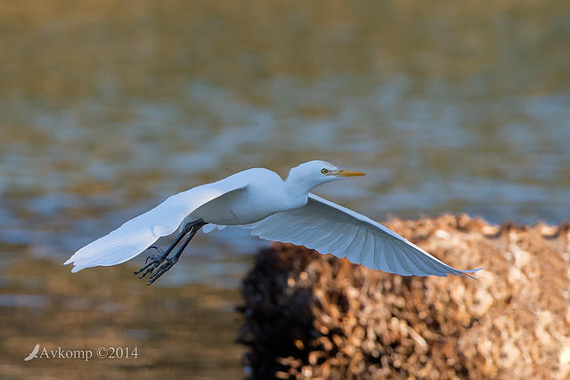 cattle egret 16436