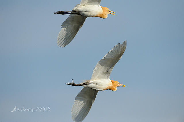 cattle egret 4835