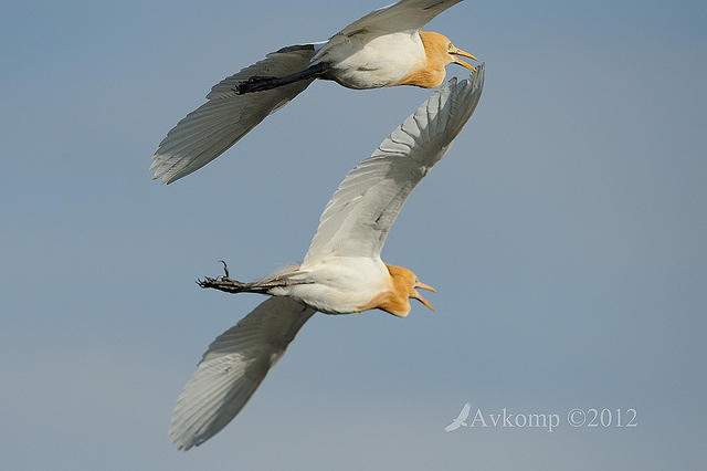 cattle egret 4836