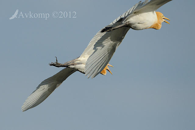 cattle egret 4838