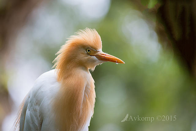 cattle egret 6492