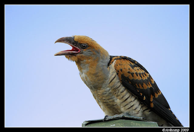 channel billed cuckoo 5214