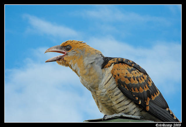 channel billed cuckoo 5216