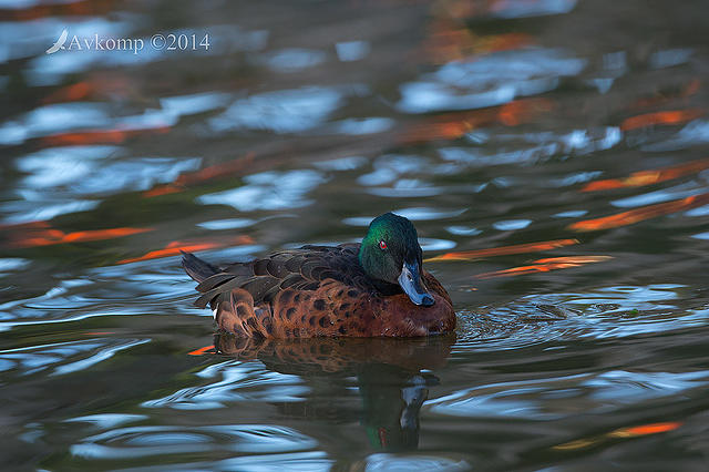 chestnut teal 12764