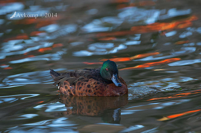 chestnut teal 12765