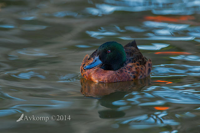 chestnut teal 12766