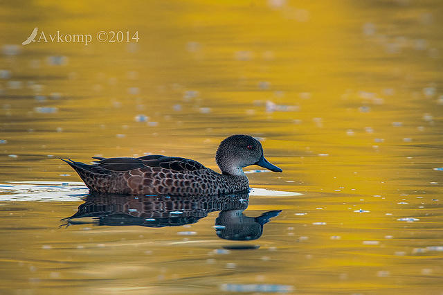 chestnut teal 13043