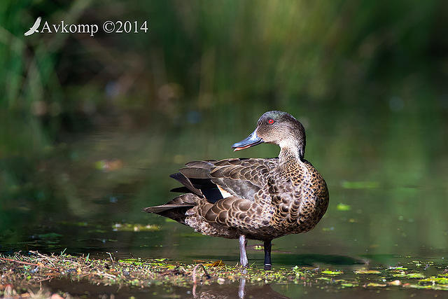 chestnut teal 18393