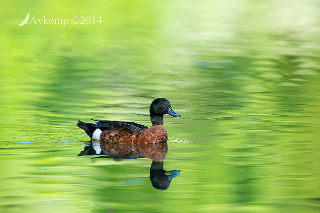 chestnut teal 18397