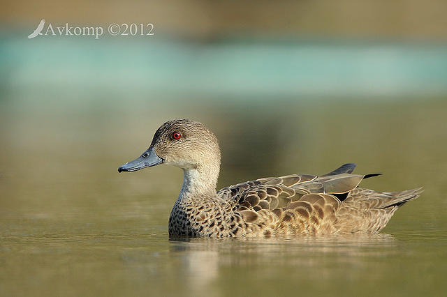 chestnut teal 5127