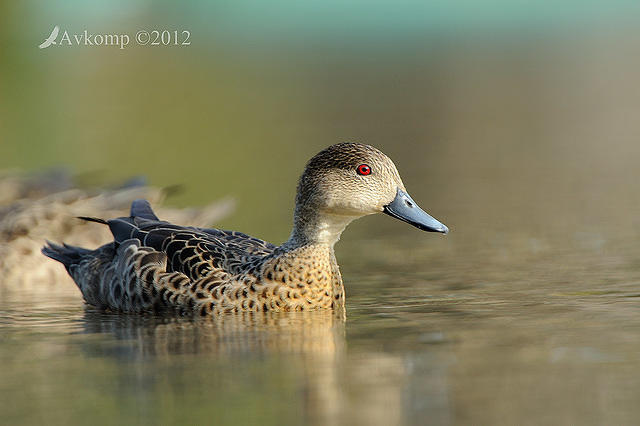 chestnut teal 5129