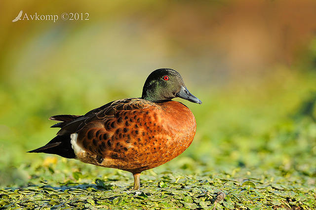 chestnut teal 5142