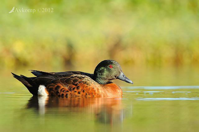 chestnut teal 5146