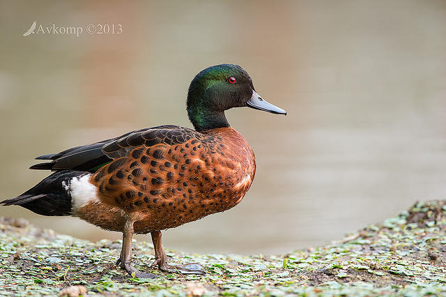 chestnut teal 9686