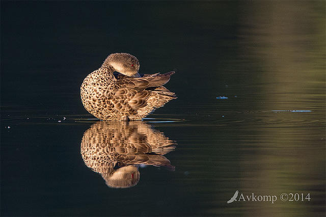 chestnut teal 11090