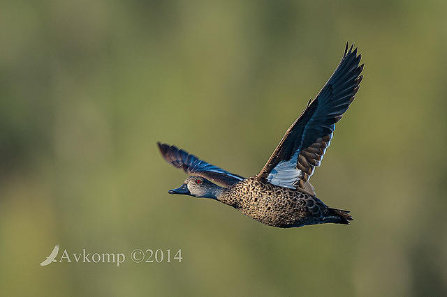 chestnut teal 11100