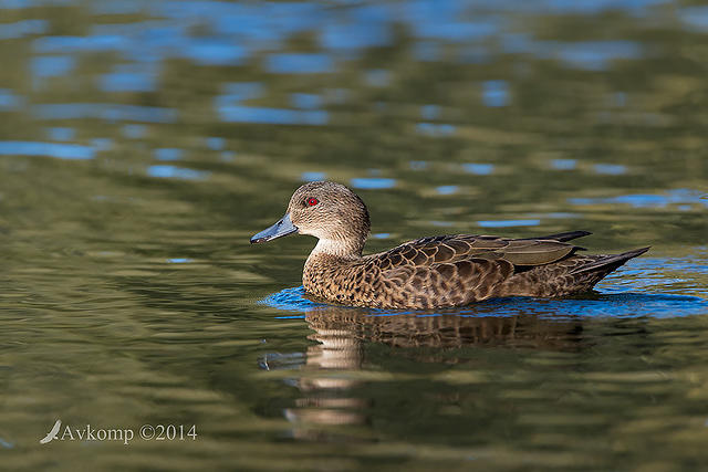 chestnut teal 16569