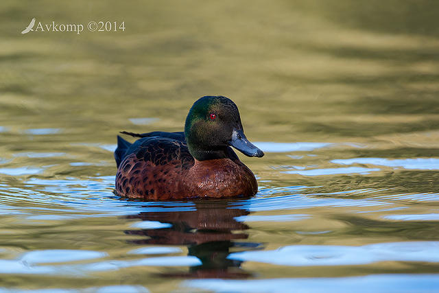 chestnut teal 16574