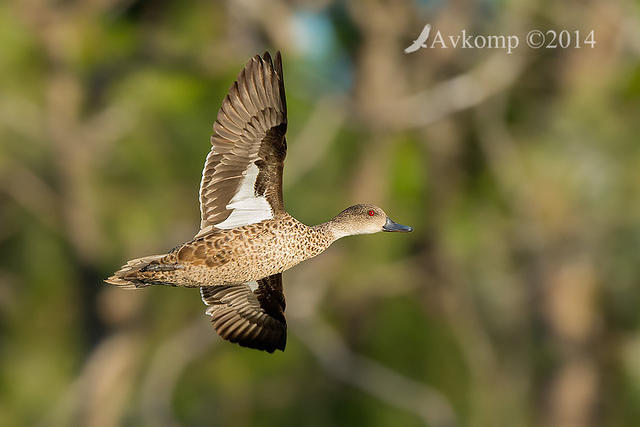 chestnut teal 17868