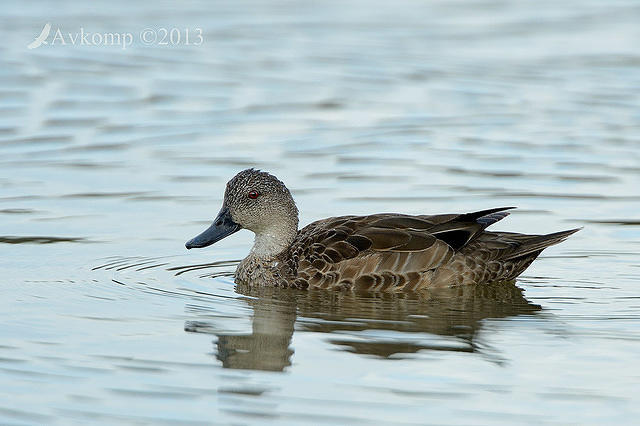 chestnut teal 6157