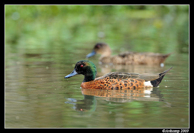 chestnut teal3699