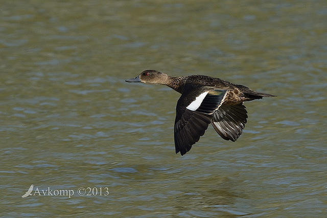 chestnut teal6587