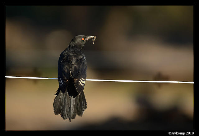 chough 3819