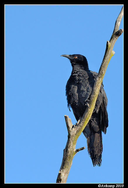 chough 3835