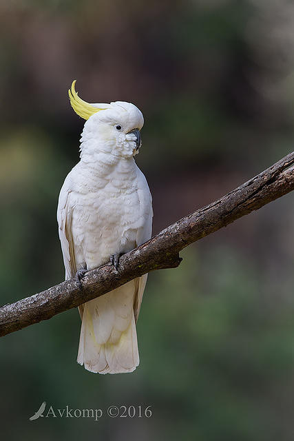 cockatoo 11064