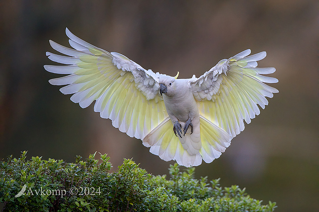 cockatoo 11231